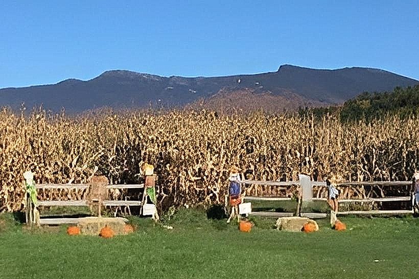 Percy Farm Corn Maze