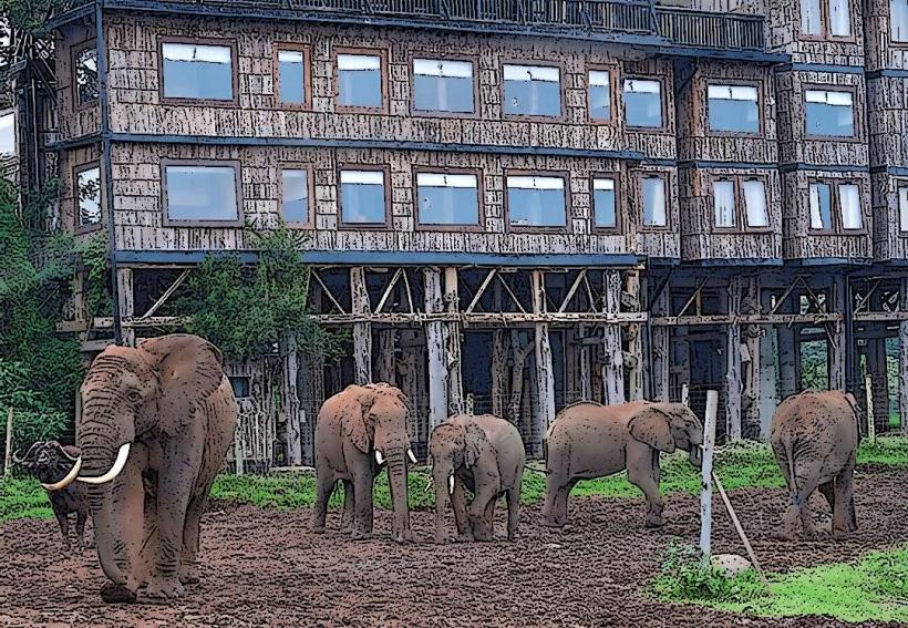 Treetops Lodge