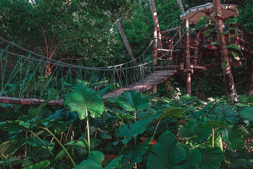 Njukiri Forest