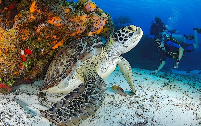 Tikehau Turtle Sanctuary