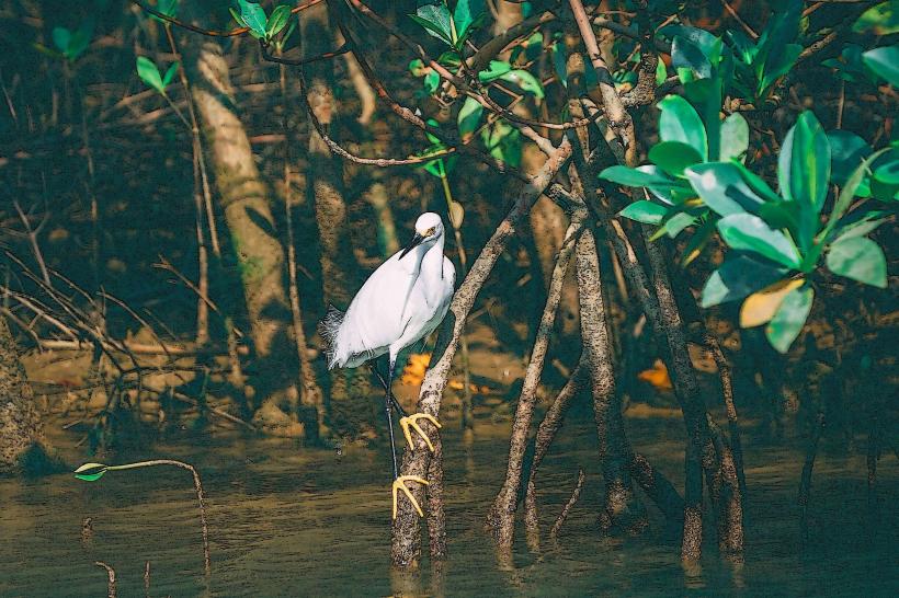 Tumbes Mangrove Forest Manglares de Tumbes е жизненоважна и биоразнова