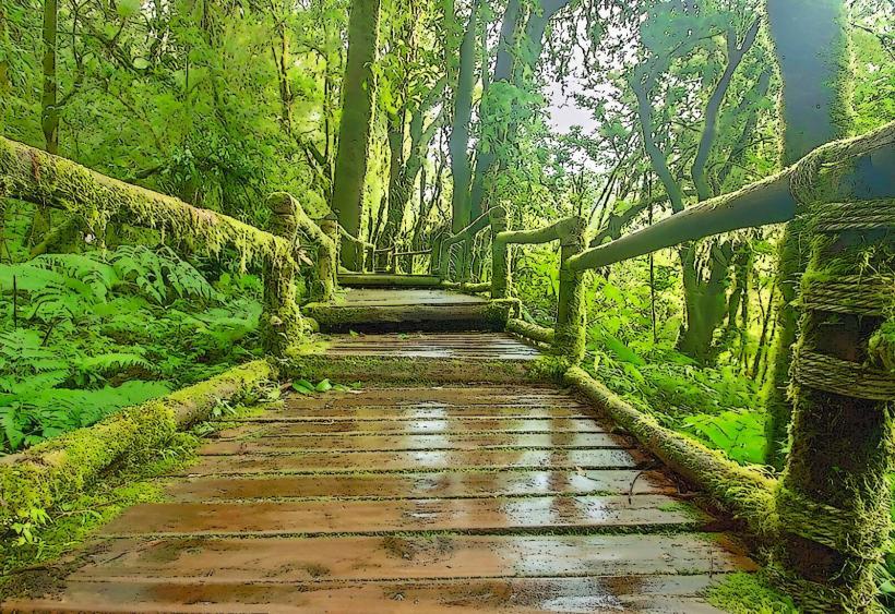 Mossy Forest е една от най уникалните и завладяващи природни