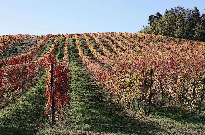 Vignobles de Vršac