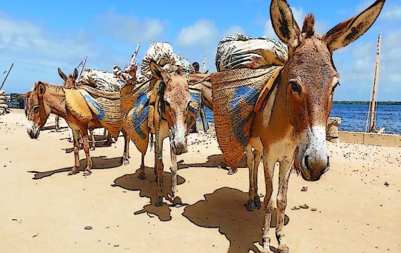 Donkey Sanctuary