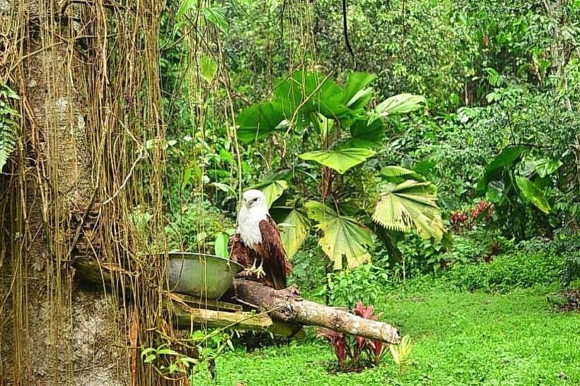Philippine Eagle Center