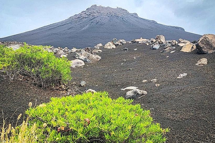 Fogo Coffee Plantations