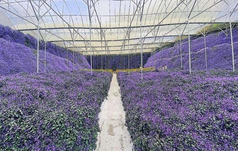 Cameron Lavender Garden е една от най популярните атракции в