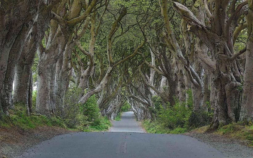 Dark Hedges