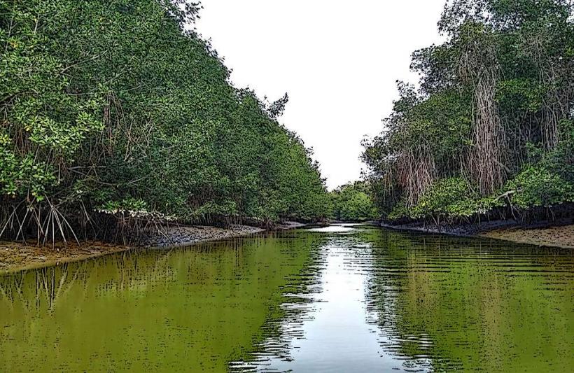 Tumbes Mangroves National Sanctuary