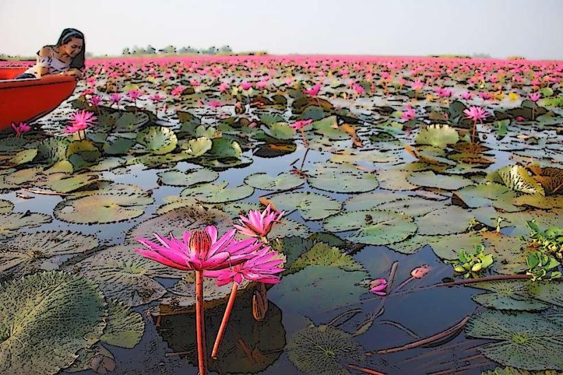 Red Lotus Sea (Udon Thani)