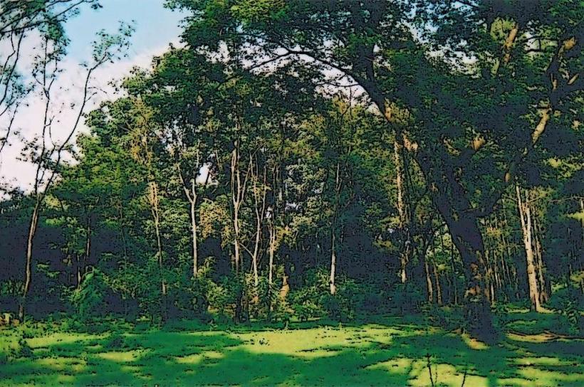 Malava Forest