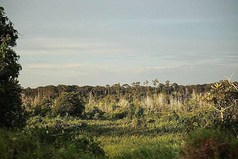 Ulu Belait Forest Reserve