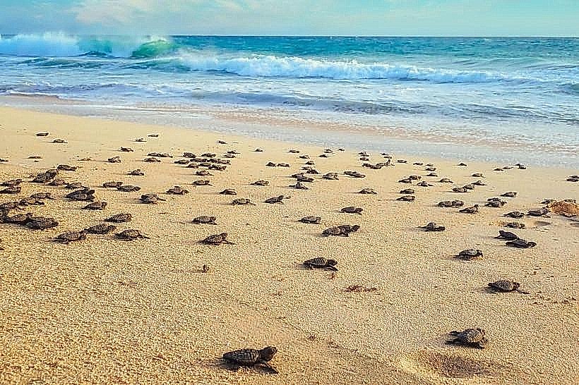 Maio Turtle Beaches