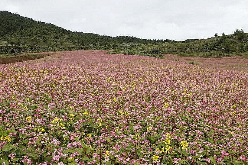 Buckwheat Fields