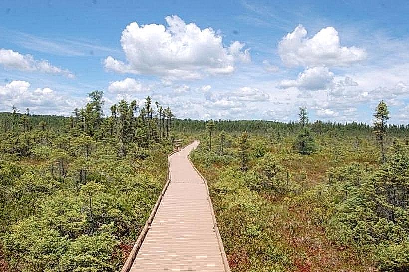 Bangor City Forest